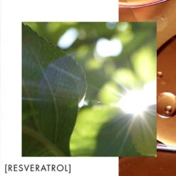 Biotherm Amber Algae Revitalize Night Cream 150 Ml -Collistar Negozio 64523803e39ee195f7e4c575